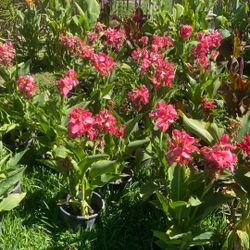 Plantas De Flores 🌷 