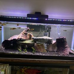 Fish Tanks !! 20gallon And 10gallon W/ Rocks And Decor 