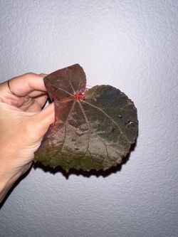Begonia U485