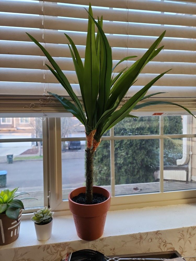 Fake Plant