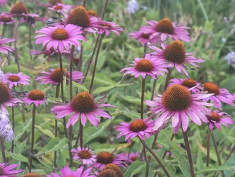 10 Purple Coneflower Seed Bombs 💜 The workhorse of Operation Divine: