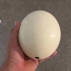 Hollowed Ostrich Egg For Crafts 