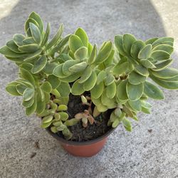 Variegated Succulent 