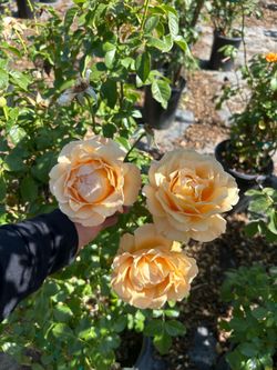 Golden opportunity climbing roses