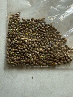 Seeds