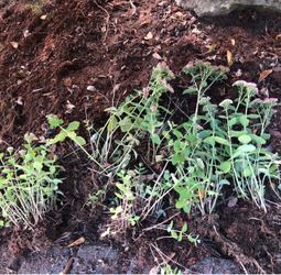 Free Sedum Plants!  Tomorrow they go in green bin!