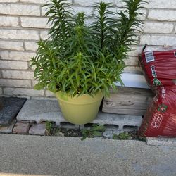 Lily Plants (See Description)