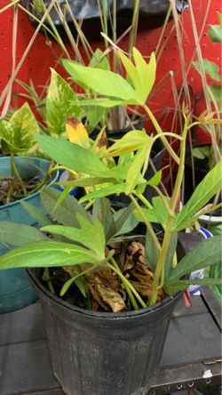 Sweet potato/Bonaito Batata