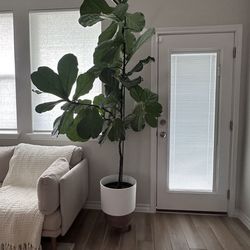 Stunning Real Fiddle Tree! 7.5 ft
