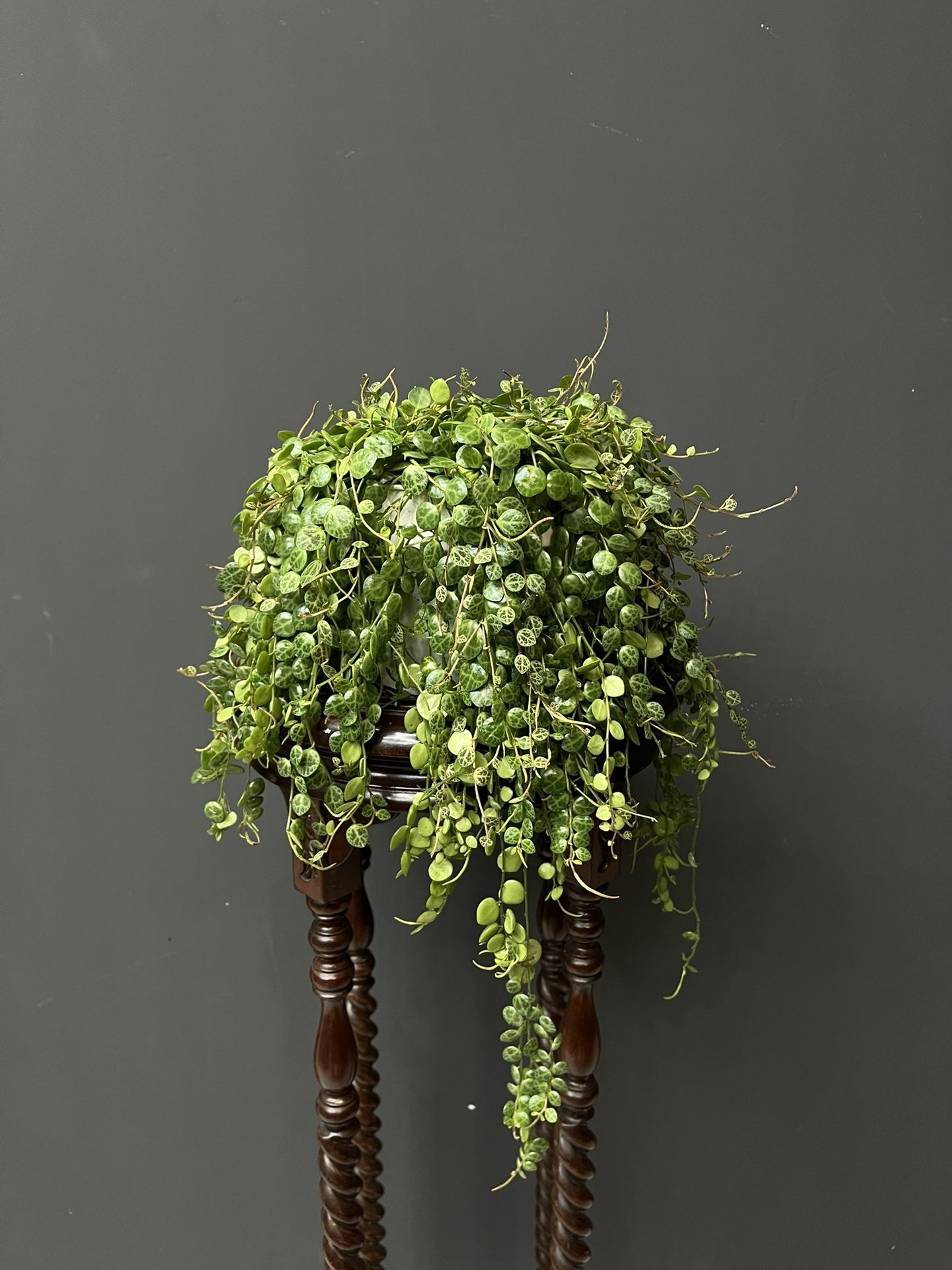 String of turtles plant