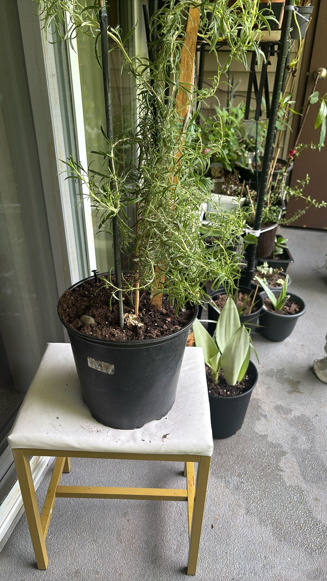 Rosmary Plant