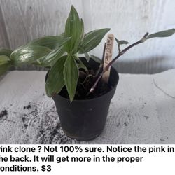 Plants And Garden 