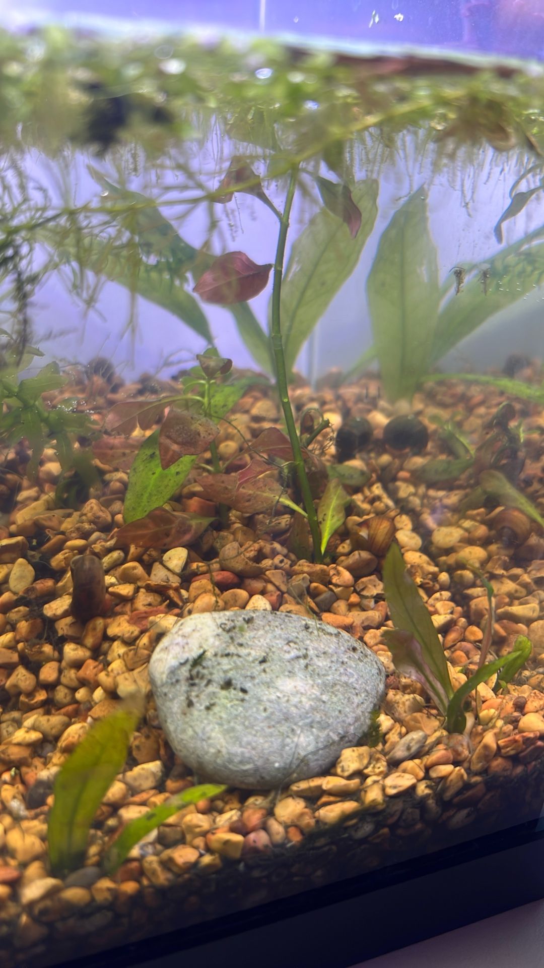 5.5 Gallon Rimless Aquarium