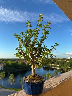 Bonsai Jade