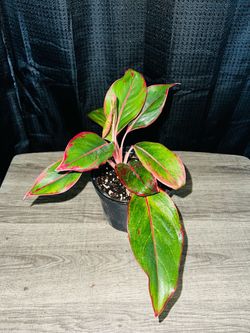 Plant