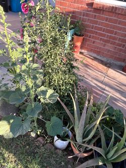 Perfect! Huge Deal on plants for sale