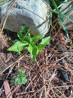 Hosta for sale