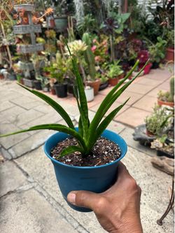 Mini Sansevieria Fernwood Snake House Plant