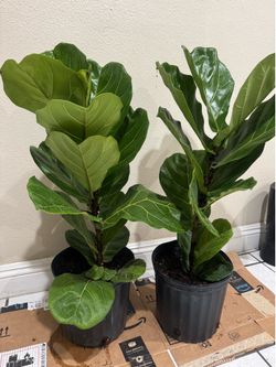 Fiddle leaf fig 25$ each