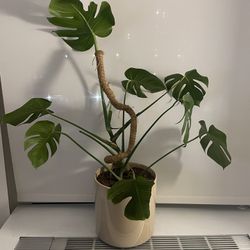 Monstera Plant In Need Of New Home! 