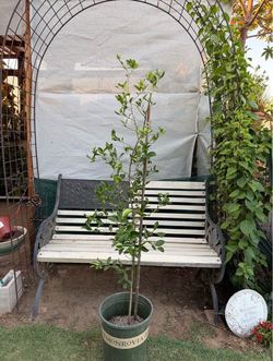 Mexican Lime Tree