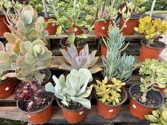Variety Of Succulents Plants