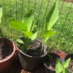 Canna Plants 