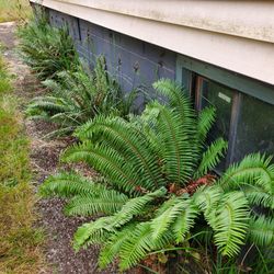 Free ferns - you dig!
