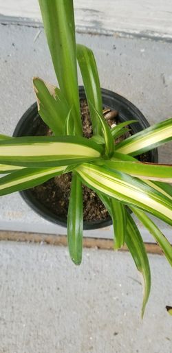 Spider Plant Care (Chlorophytum Comosum