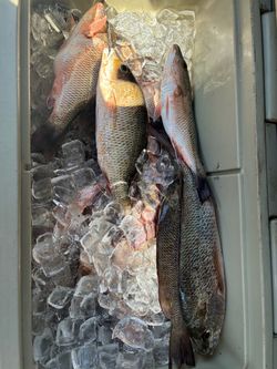 Fishing trips to key largo