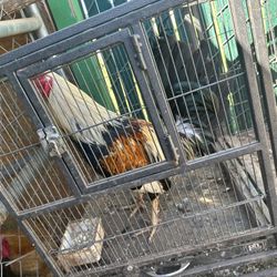 Rossters For Sale 