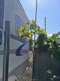 Fig tree