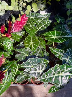 Plants (10”pot🌿Alocasia “African Mask” $10)