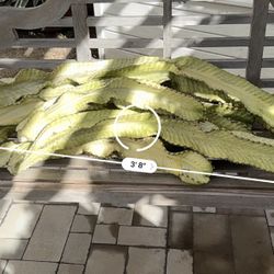 FREE Variegated Euphorbia Ammak Cuttings (2ft-4ft)