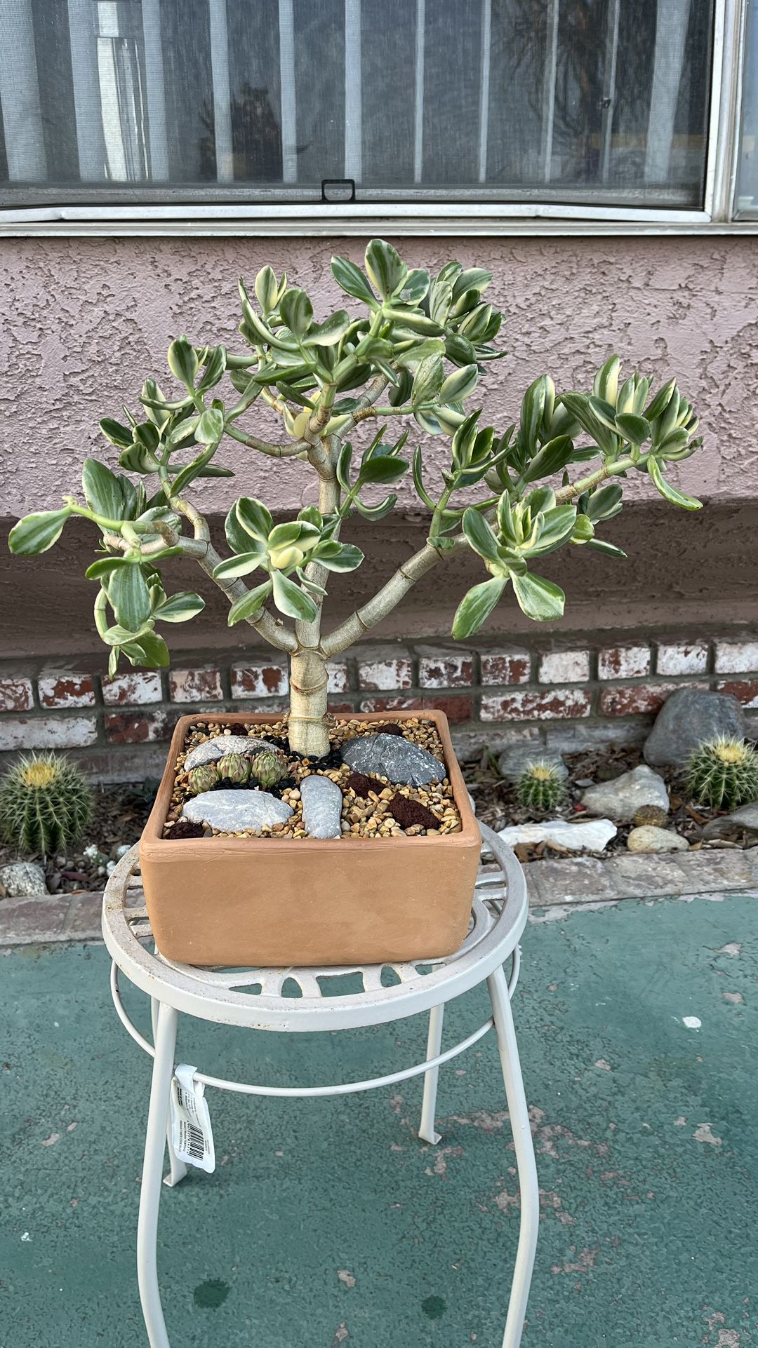 Very Healthy Tricolor Jade Plant In Nice Vase 
