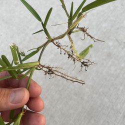 St augustine grass