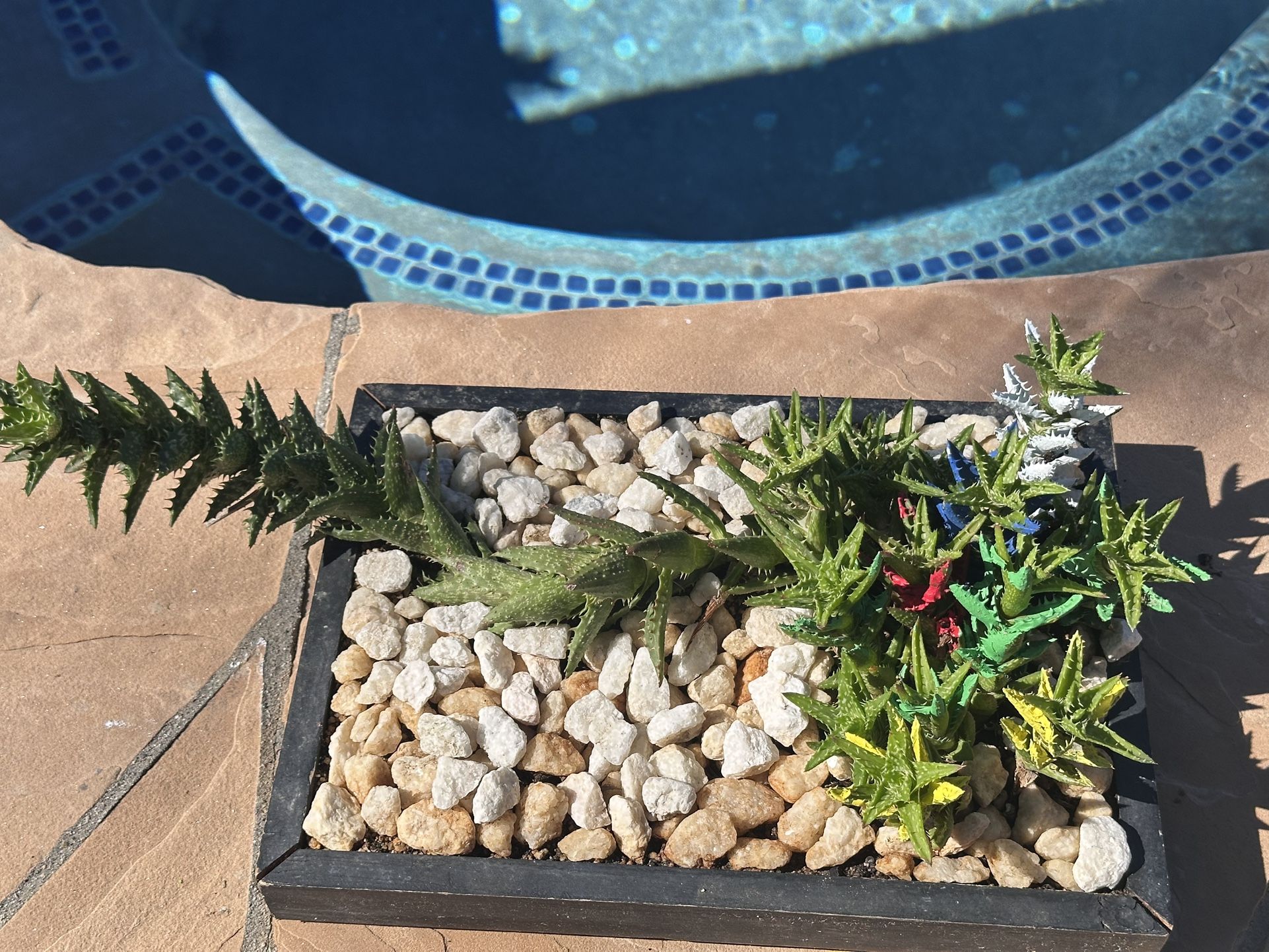 Succulents Like Snake