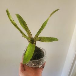 Exotic Bromeliad Kokedama Moss Ball indoor plant outdoor Garden