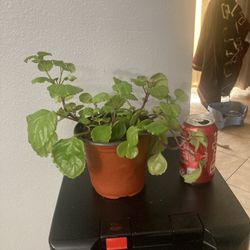 Swedish Ivy  Or Millionaire Plant