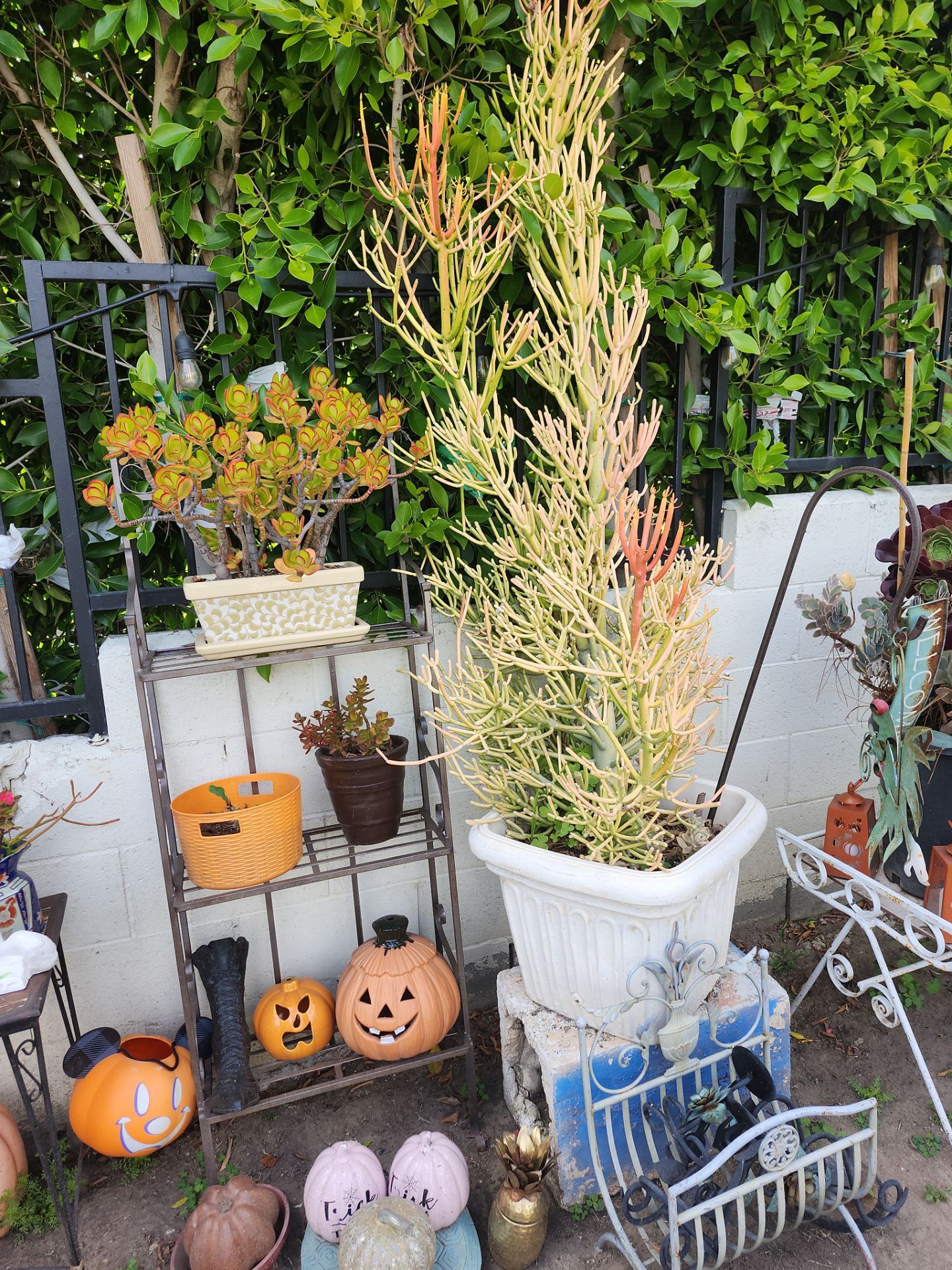 Big plant sale!!!!