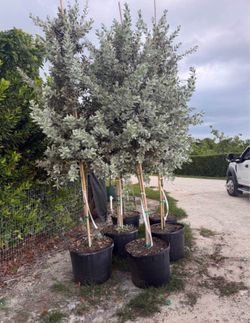 Silver Buttonwood