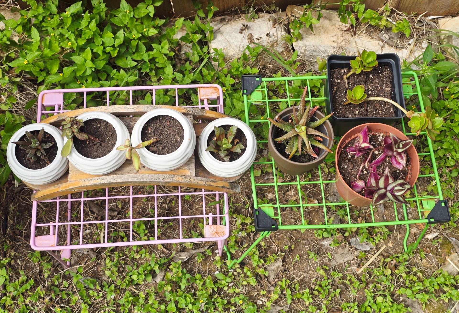 Plants