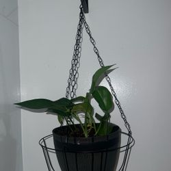 Foliage Hanging Plant