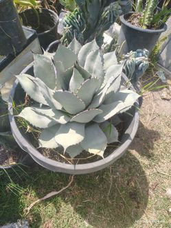 Blue artichoke agave plants
