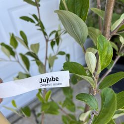 Rare Thai Green Jujube 