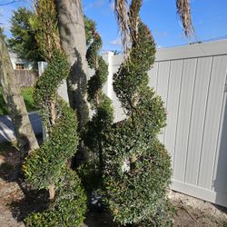 spiral  and cone topiary  about 5  6 feet tall  Instant  decoration 