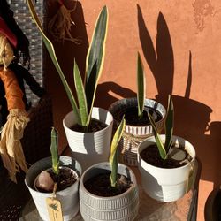 Snake Plants 