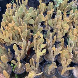 Cactus