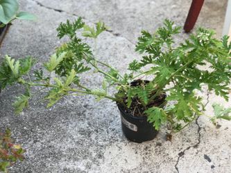 $7 Citronella plant/ Mosquito repellent￼