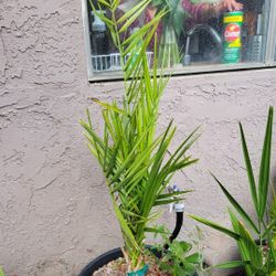 Free Special Date Plant Called Ajwa 